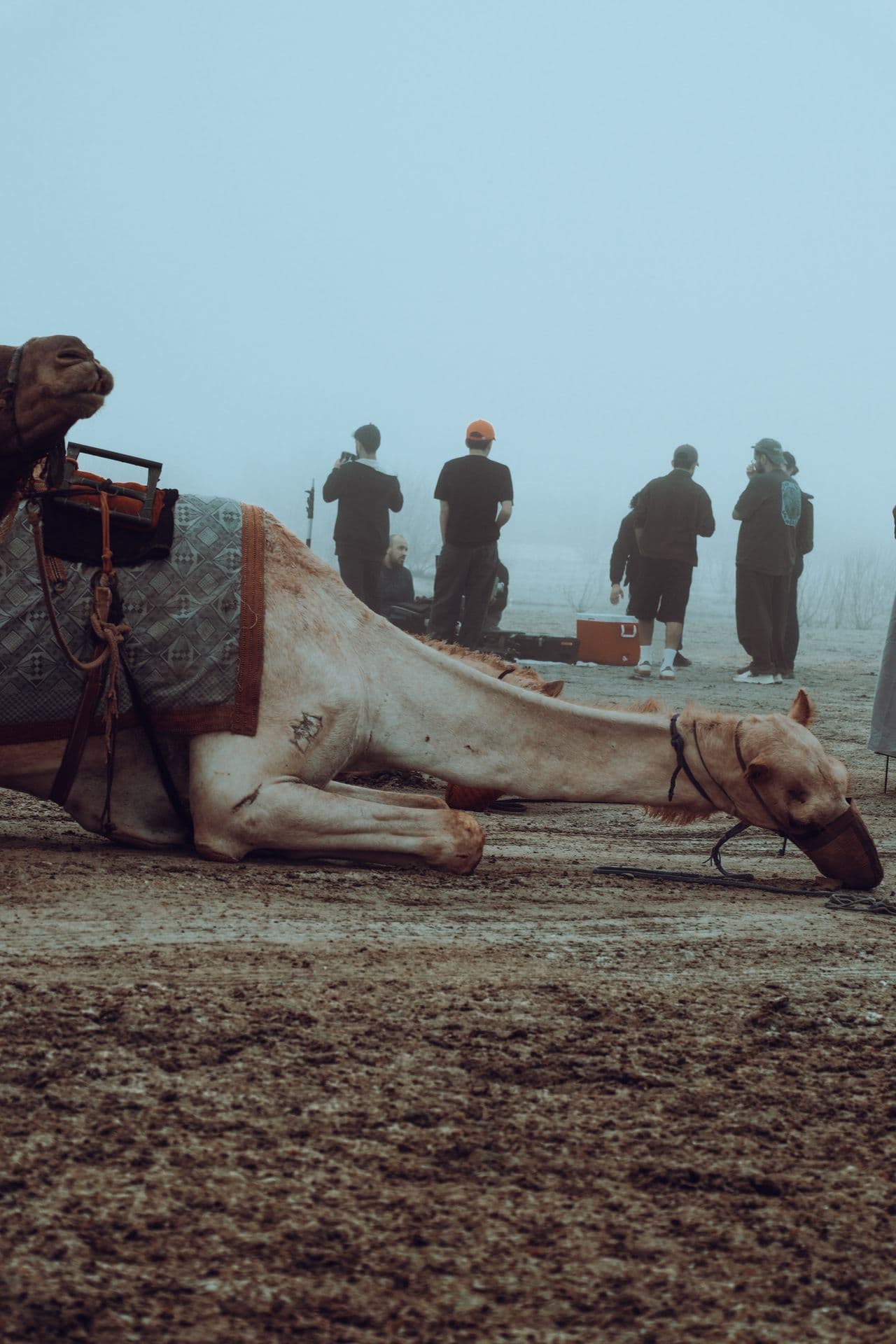 A camel in fog
