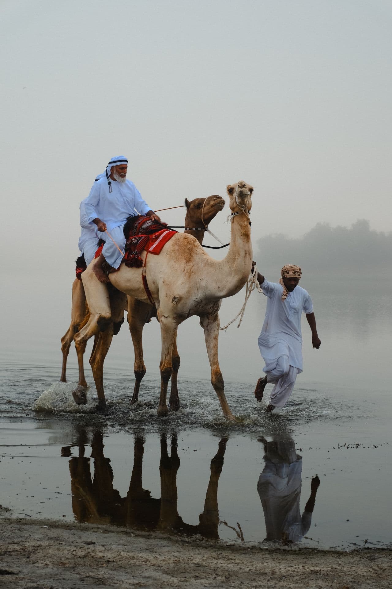 A rider on a camel